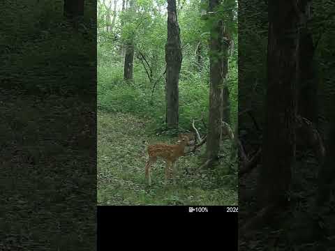 Well Hello Lil' Fella 6/19/2026 #shorts #trailcam #deer #fawn