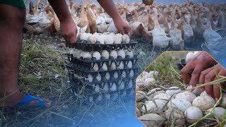 Duck Breeds and Eggs| a really good film