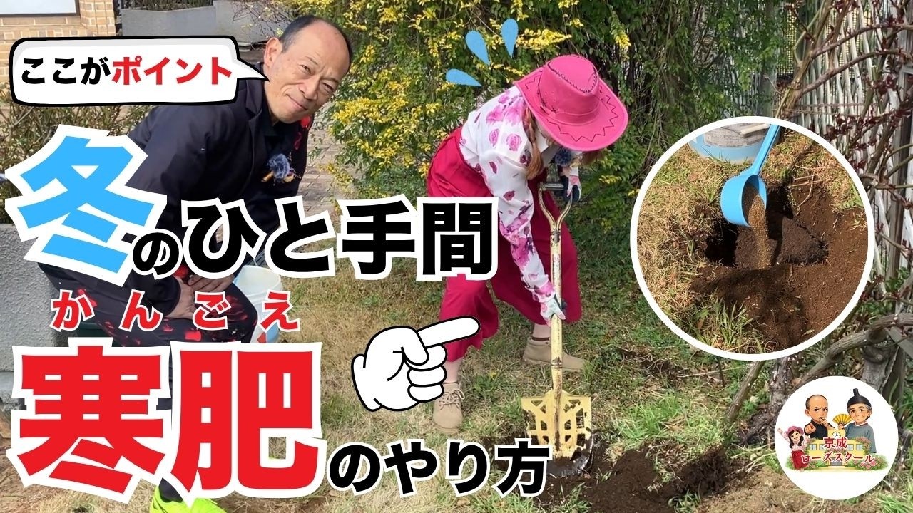 冬バラのケア THE 寒肥 | 肥料と堆肥の違い、寒肥の仕方を解説【京成バラ園】【地植え】