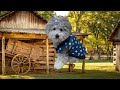 犬、座視わらしに見えた#shorts