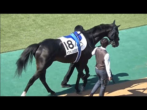 日本ダービー　パドック　イクイノックス号（個人撮影）2022年5月29日（日）東京競馬場