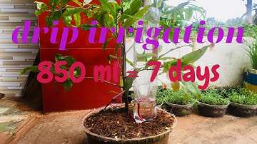 Tự làm tưới nhỏ giọt (Tưới tự động) bằng chai nhựa và ống hút tại nhà/T3 Garden