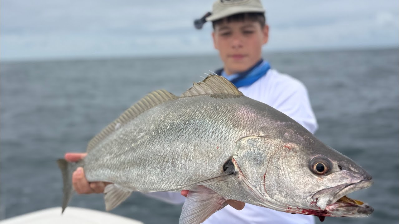 JEWFISH & KINGFISH EVERY DROP (NSW SYDNEY)