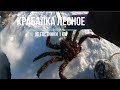 Сахалинская рыбалка КРАБАЛКА ЛЕСНОЕ