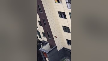 World Highest Flying Chicken - Funny Chicken