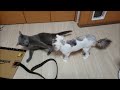 寝かしつけの手伝いをする灰色猫&邪魔をする白ボウズ猫