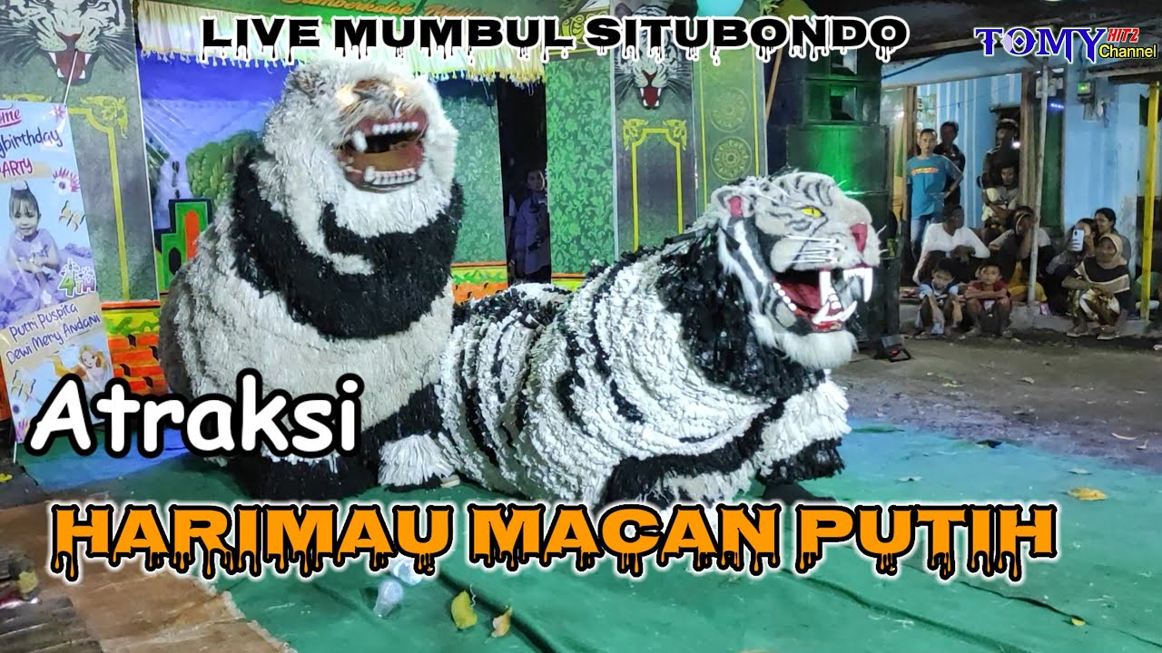 Atraksi HARIMAU MACAN PUTIH Viral live mumbul situbondo