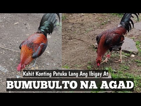 Yung Kahit Konting Patuka Lang Ang Ibigay Pero Bumubulto Pa rin | Asa Sa Last Part| Linyada ng Mamay