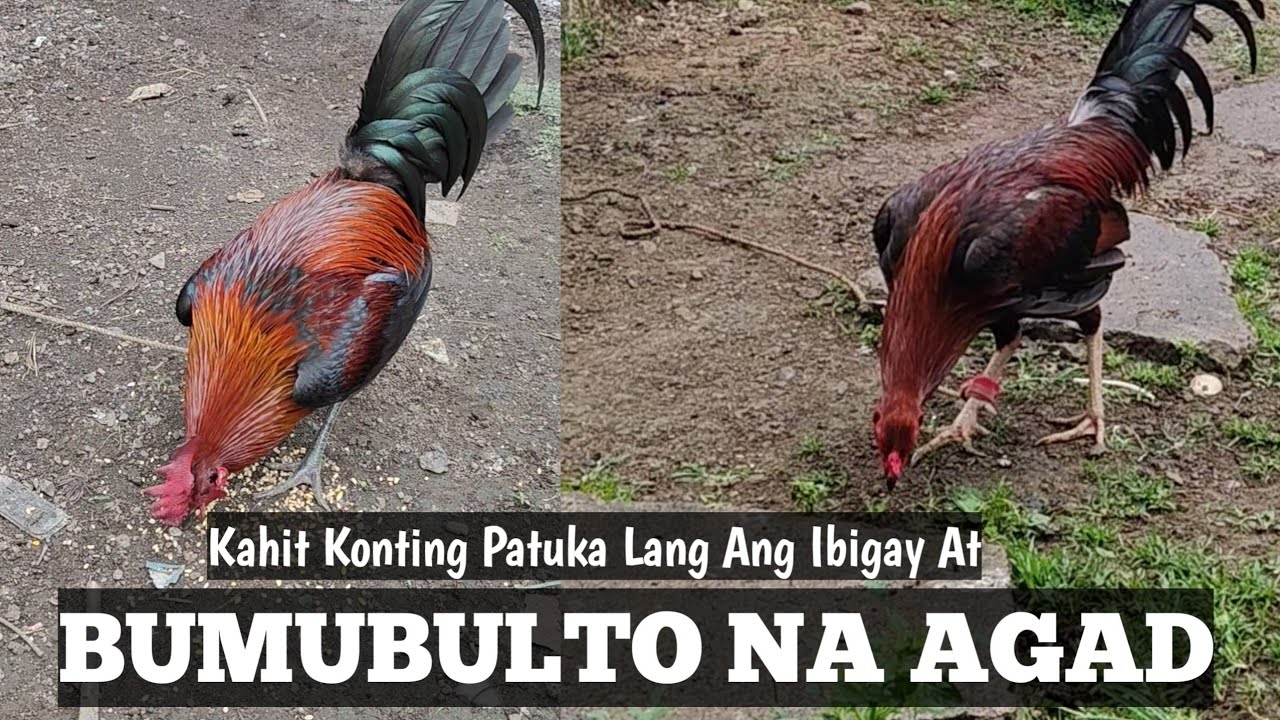 Yung Kahit Konting Patuka Lang Ang Ibigay Pero Bumubulto Pa rin | Asa Sa Last Part| Linyada ng Mamay