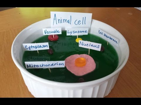 How to Make Jello Animal Cell Model, Science,  Biology, Homeschooling