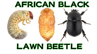 The African Black Lawn Beetle