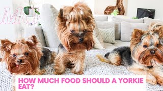 How Much Should A Yorkie Eat Daily? | Dog Food For Yorkies