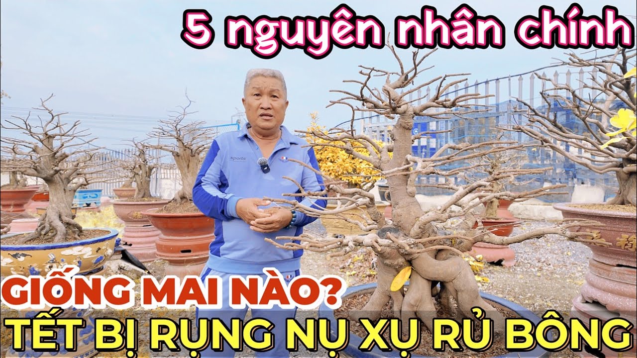 5 nguyên nhân mai Tết bị rụng nụ xụ rủ bông Hùng Cường chia sẻ cách khắc phục chăm mai cho năm 2026