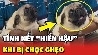 Tính nết "HIỀN HẬU" của chú chó Pug khi có người dám CHỌC GHẸO chị hai 😂 | Yêu Lu