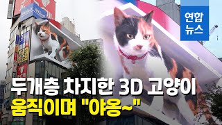 집채만한 고양이가 고층 건물에?…일본서 인기 끄는 3D 고양이 / 연합뉴스 (Yonhapnews)