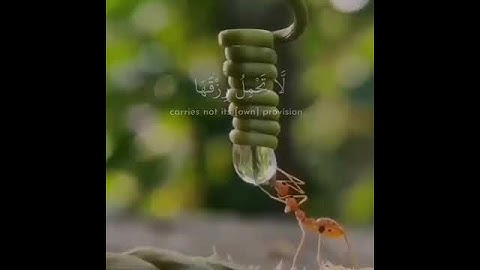 القارئ سعد الغامدي - سورة العنكبوت