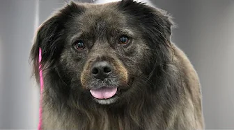 Today I Was Blessed With The Easiest Supermutt On The Planet