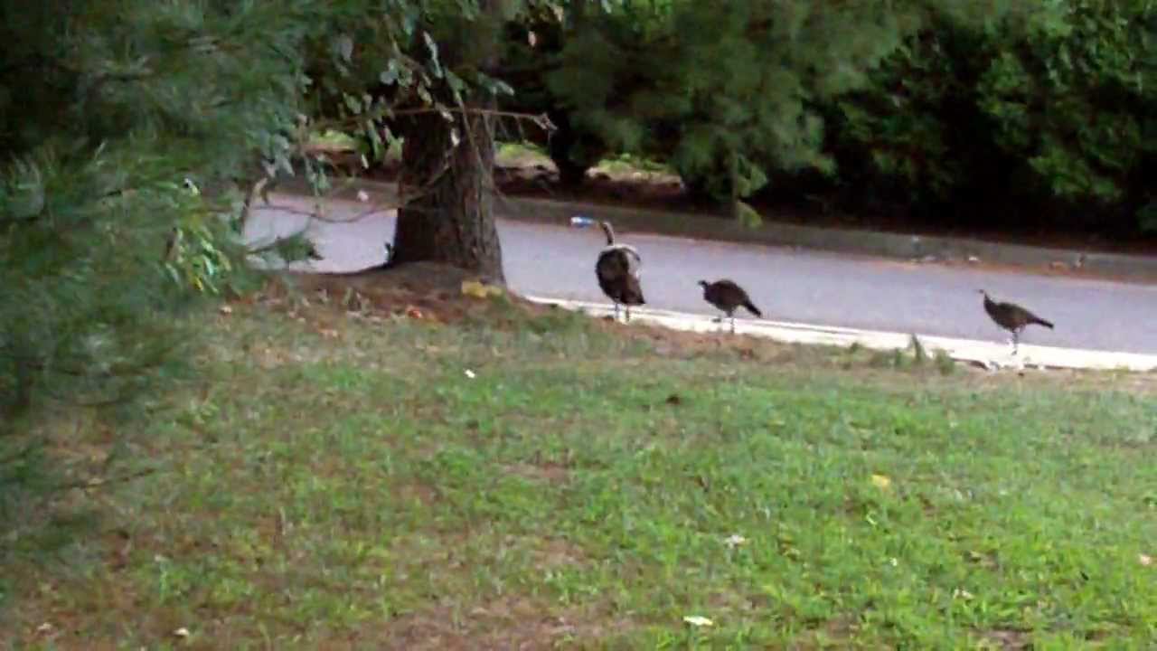 Wild Turkey Family