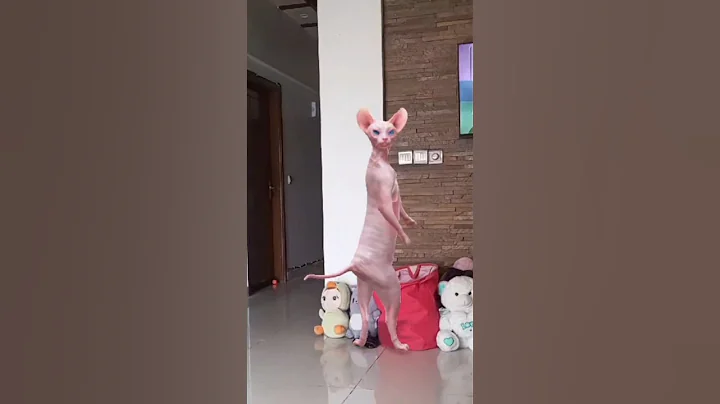 Video 11240851: dancing sphynx cat, sphynx cat toys, sphynx cat playing, adorable sphynx cat, funny cat cutest