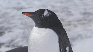 Sony 4K Demo: Arctic Animals