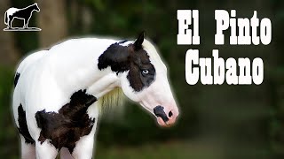 El Mayor Logro Genético De Color 'Triple Gen Pinto' (Caballo Pinto Cubano) Del Cerro Soy