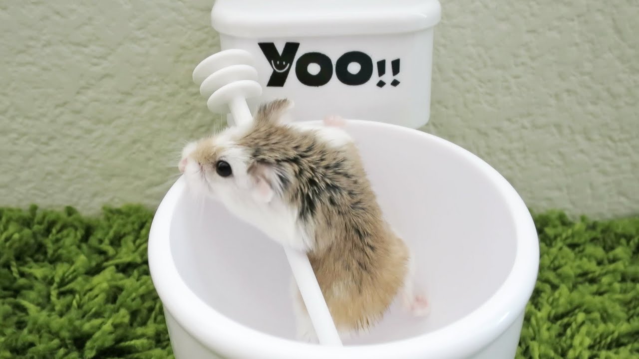 Hamster Toilet Escape WIN! YouTube