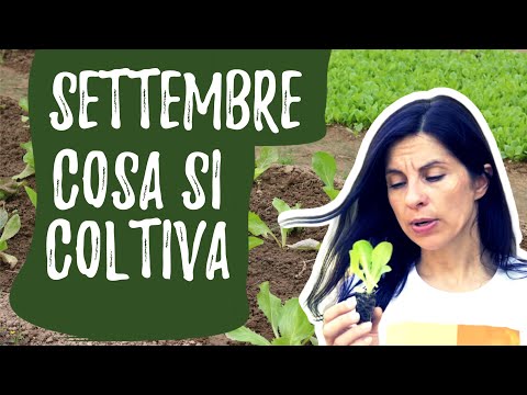 Video: Lista delle cose da fare per il giardinaggio in autunno: settembre nella regione nord-orientale