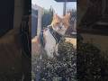 元野良猫の興味深い一日#元野良猫チャチャ #猫武将 #ねこ #cat #ゆるめにたのむ