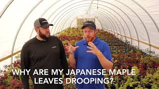 Why Are My Japanese Maple Leaves Drooping? - JAPANESE MAPLES screenshot 4