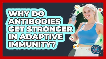 Why Do Antibodies Get Stronger In Adaptive Immunity? - All About the Immune System