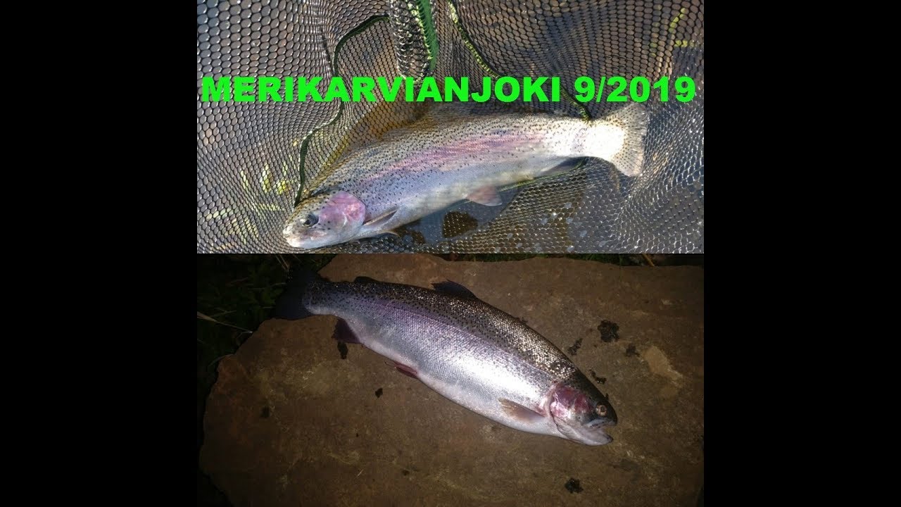 Merikarvianjoki 9/2019 | kirjolohen kalastus 2019 | kalastus 2019