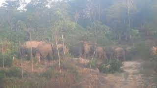 Critically Endangered Sumatran elephants come together to socialise and forage