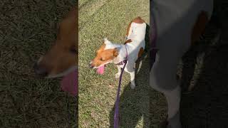 Bahamas Humane Society - Latte Walk..