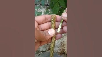 Easy PLANT Grafting Methods You Need to Know Now