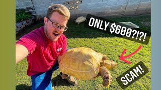 *SCAMMERS* Albino Sulcata Tortoise Buyers BEWARE!!