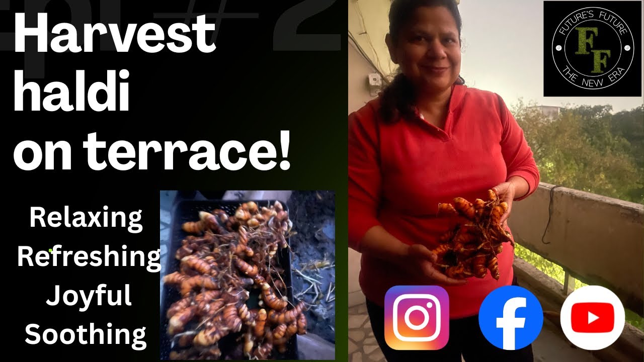 Harvest Haldi from kitchen garden! Great experience! 