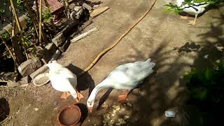 MashaaAllah our beautifull ducks # My father beloved ducks ❤️# long neck ducks#geese# batakh❤️#