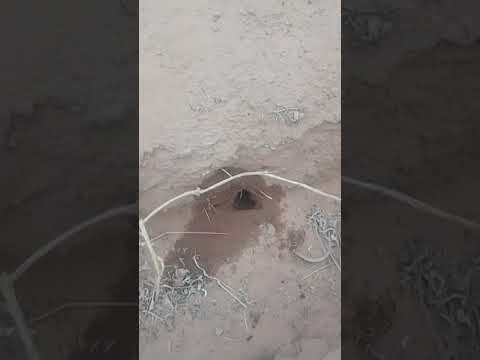 شاهد كيف تخرج العقرب من جحرها