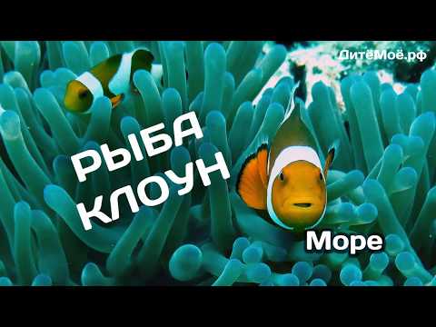 Рыба клоун. Энциклопедия для детей про животных. Море