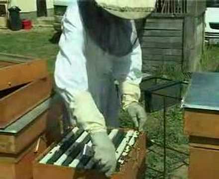 بازديد كندو