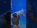 The beluga whales at Oulebao really won t let any child go. This trip wasn t in vain hahah