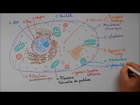 Vidéo: Quelle est la définition des mitochondries dans une cellule animale ?