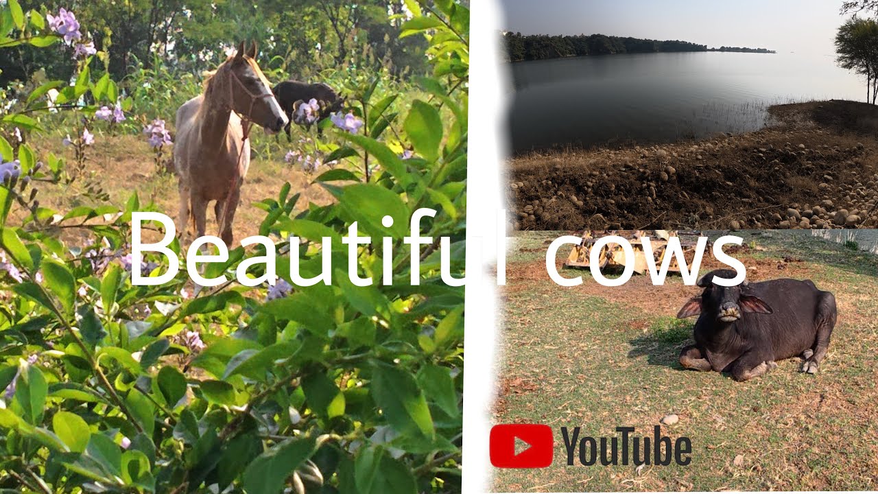 Beautiful cow 🐄￼