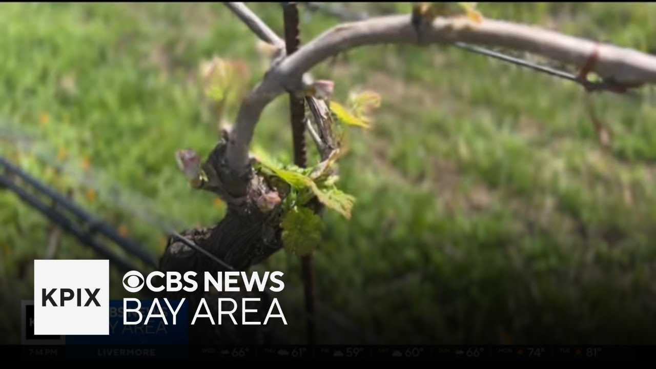 Napa Valley winery puts sustainability at the heart of its winemaking process