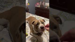 Clyde The Youngest Of Our Pack, The Only Male And By Far The Most Entertaining.