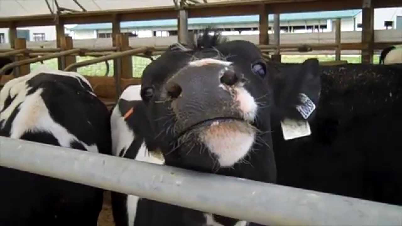 What Are Hormones Doing In My Milk? About Estrogen and rbST