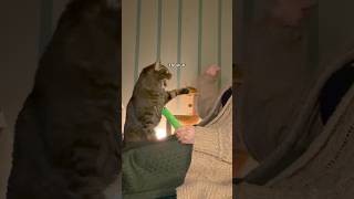 she’s off pain meds so fingers crossed she still likes me 😅 #spicycat #fostercat