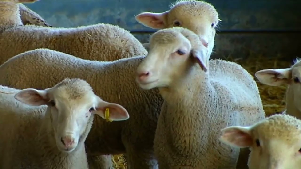 La dehesa, un ecosistema singular y único en Europa