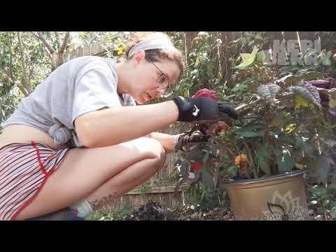 Gardening in Texas heat 🌿