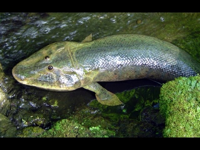 ВНУТРЕННЯЯ РЫБА. HD часть3